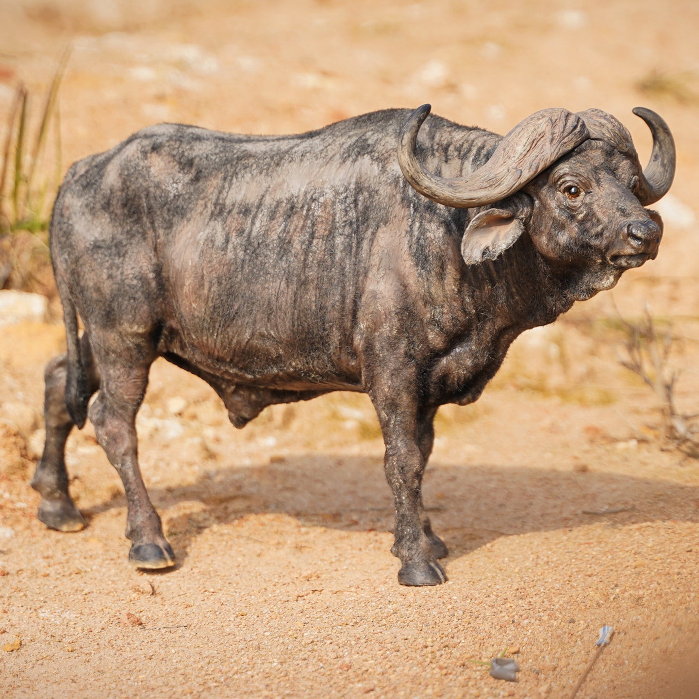 JXK160 African Buffalo Statue, Gift for Animal Lovers