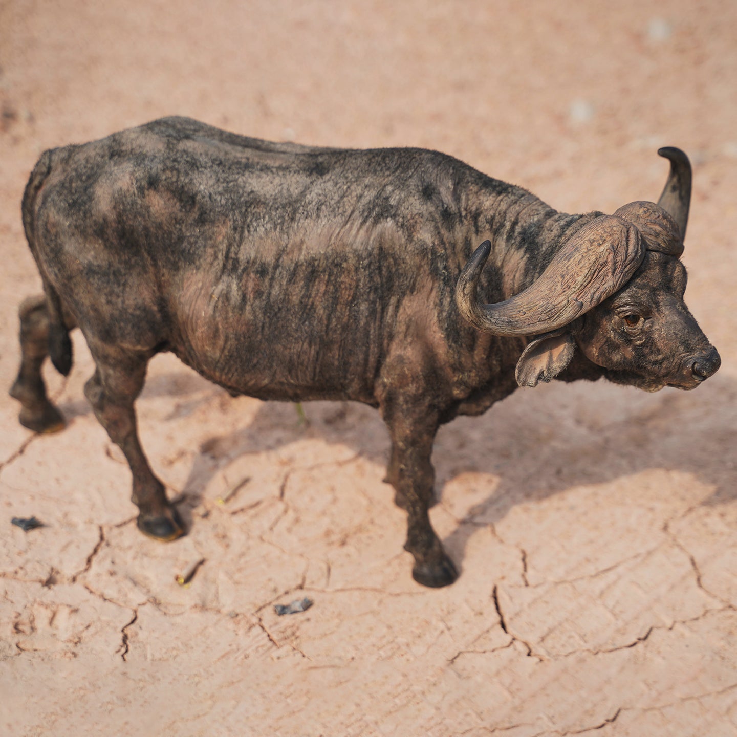 JXK160 African Buffalo Statue, Gift for Animal Lovers