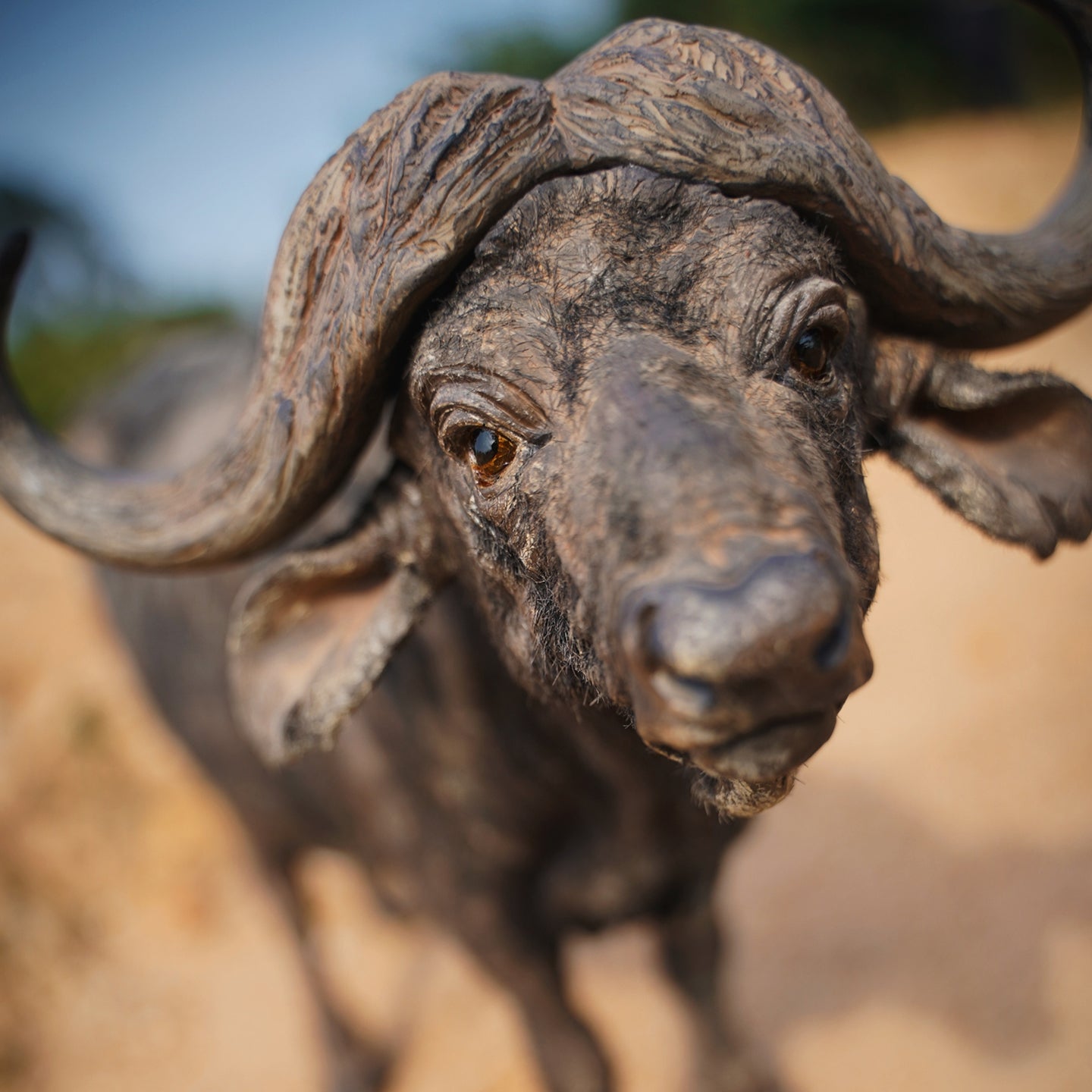 JXK160 African Buffalo Statue, Gift for Animal Lovers