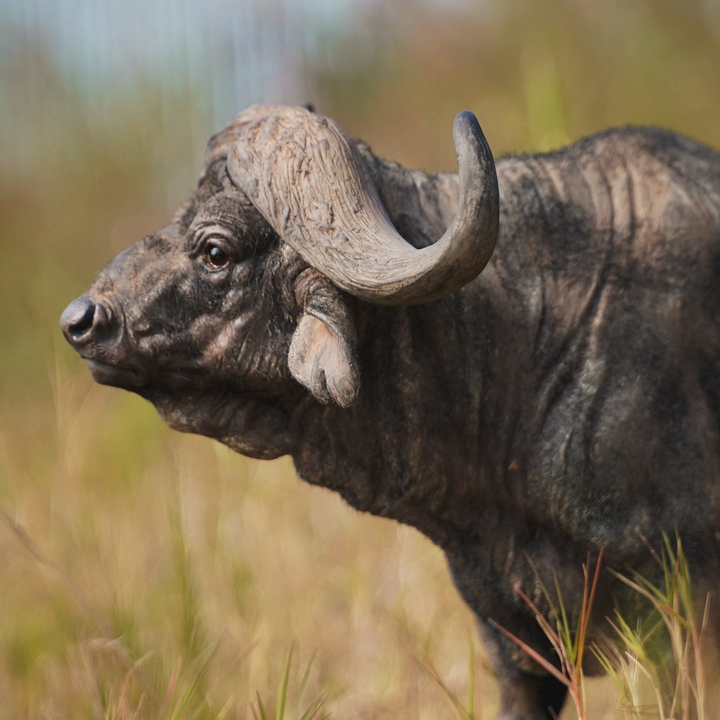 JXK160 African Buffalo Statue, Gift for Animal Lovers