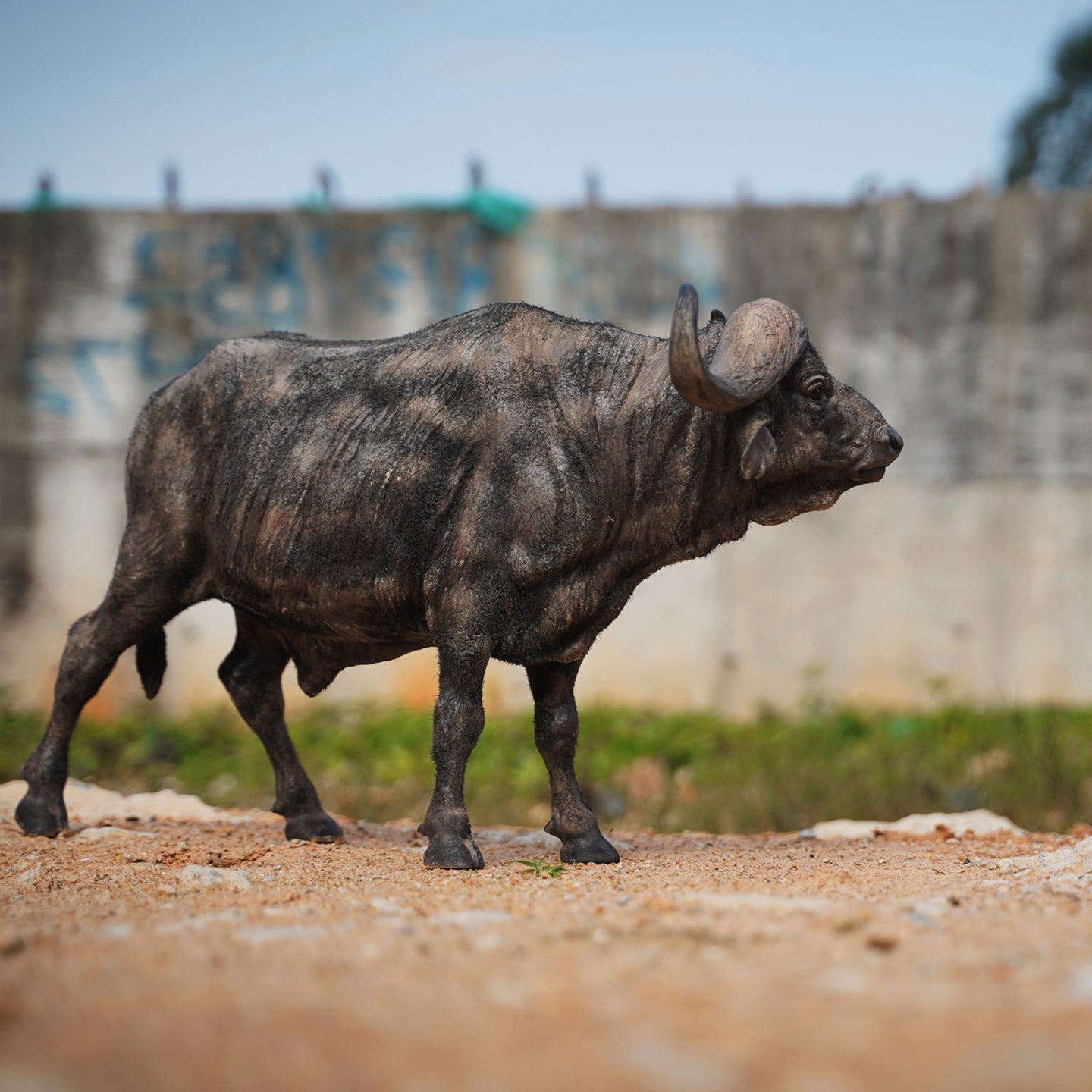 JXK160 African Buffalo Statue, Gift for Animal Lovers